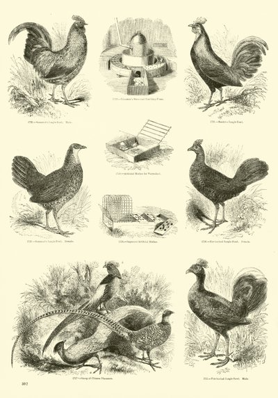 来自动画自然画报博物馆的页面 作者 English School
