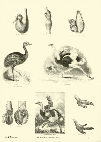 来自动画自然画报博物馆的页面 作者 英语学校