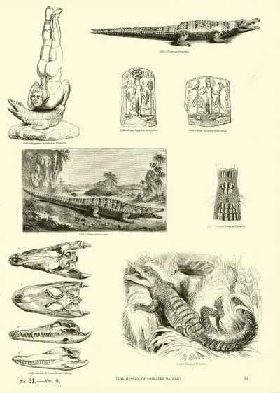 来自动画自然画报博物馆的页面 作者 英语学校