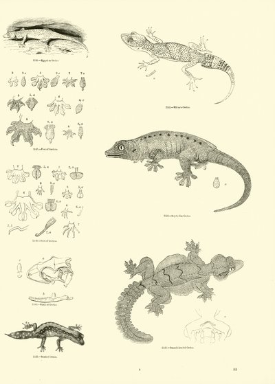 来自动画自然画报博物馆的页面 作者 English School