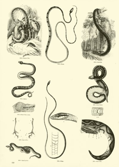 来自动画自然画报博物馆的页面 作者 English School