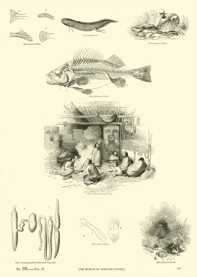 来自动画自然画报博物馆的页面 作者 English School