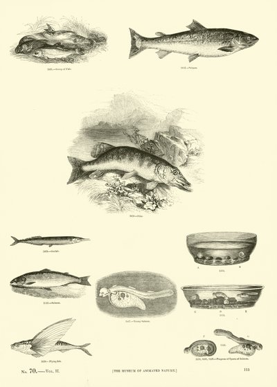 来自动画自然画报博物馆的页面 作者 English School