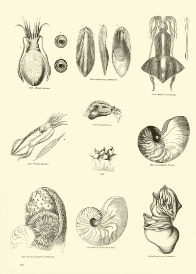 来自动画自然画报博物馆的页面 作者 English School