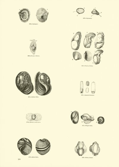 来自动画自然画报博物馆的页面 作者 English School