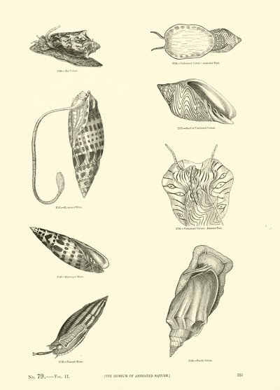 来自动画自然画报博物馆的页面 作者 English School