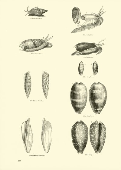 来自动画自然画报博物馆的页面 作者 English School