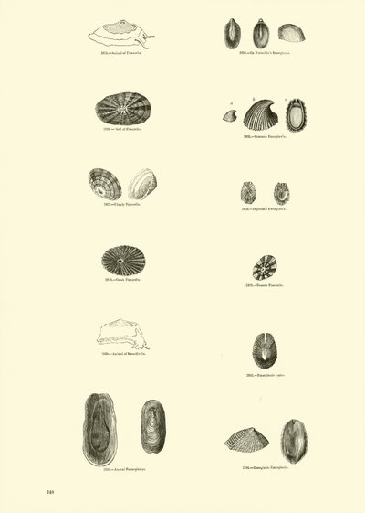 来自动画自然画报博物馆的页面 作者 English School
