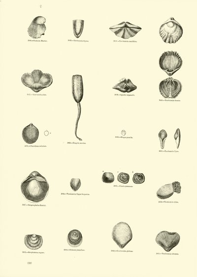 来自动画自然画报博物馆的页面 作者 English School