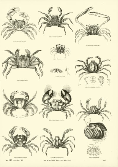 来自动画自然画报博物馆的页面 作者 English School