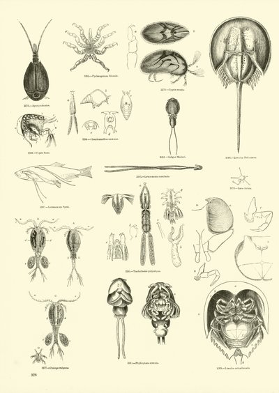 来自动画自然画报博物馆的页面 作者 English School