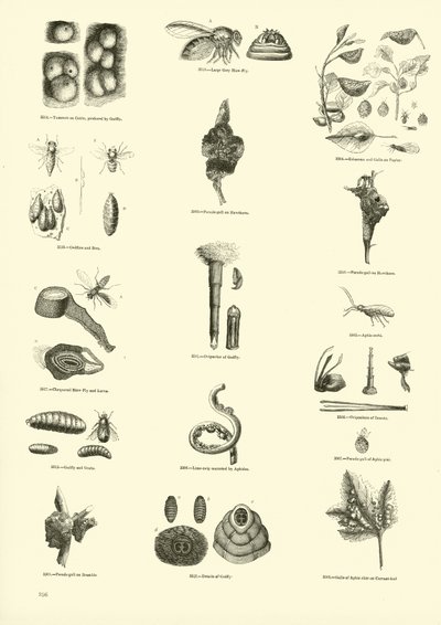 来自动画自然画报博物馆的页面 作者 English School