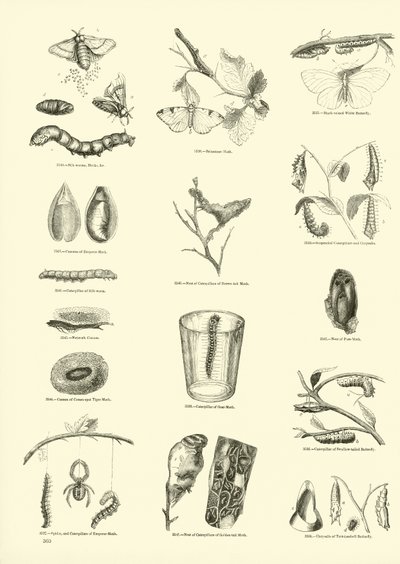 来自动画自然画报博物馆的页面 作者 English School