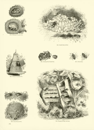 来自动画自然画报博物馆的页面 作者 英语学校
