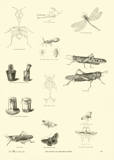来自动画自然画报博物馆的页面 作者 英语学校