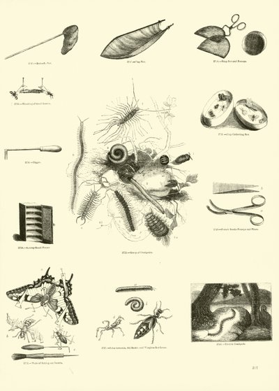 来自动画自然画报博物馆的页面 作者 英语学校