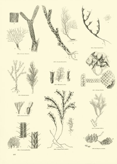 来自动画自然画报博物馆的页面 作者 English School