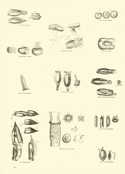 来自动画自然画报博物馆的页面 作者 英语学校