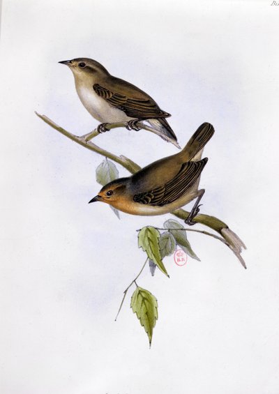 一对Certhidea Olivacea，插图来自HMS Beagle的航行动物学，1832-36，作者：Charles Darwin（1809-92），1840 作者 英语学校
