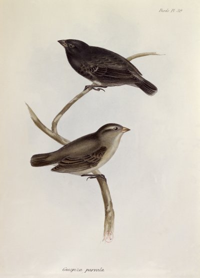 一对Geospiza Parvula，来自HMS Beagle航行动物学的插图，1832-36，作者：Charles Darwin（1809-92），1840 作者 英语学校