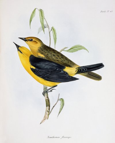 一对Xanthornus Flaviceps，来自HMS Beagle航行动物学的插图，1832-36，作者：Charles Darwin（1809-92），1840 作者 英语学校