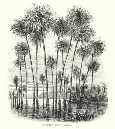 古代纸莎草（雕刻） 作者 英语学校