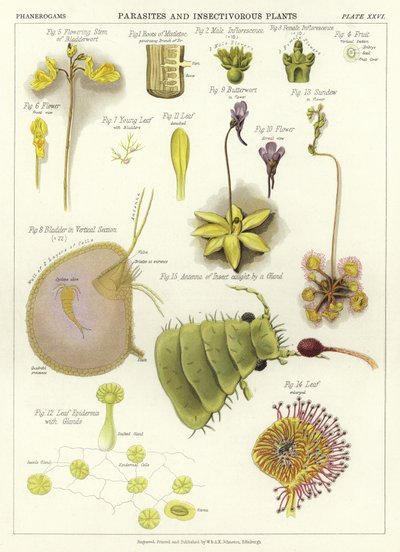 寄生虫和食虫植物 作者 English School