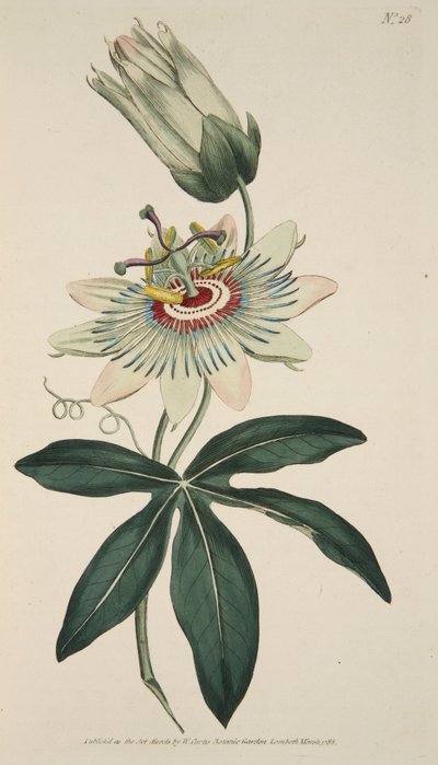 西番莲（Passiflora Coerulea） 普通西番莲，出版。1786年手绘版画。 作者 英语学校
