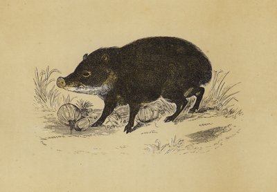 山雀（彩色平版） 作者 英语学校
