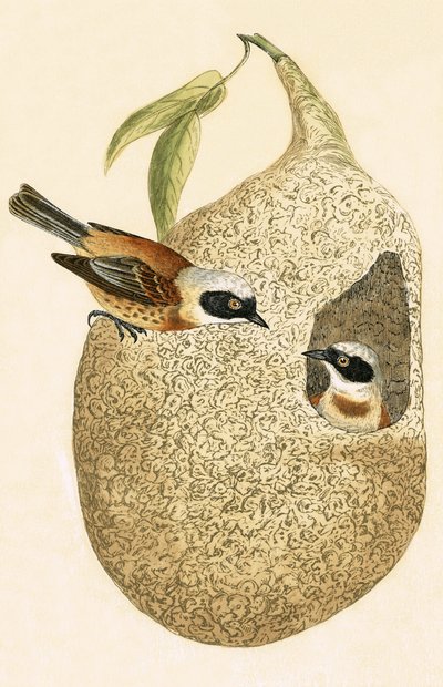 Penduline Tit，查尔斯·罗伯特·布里（1811-86）于1867年出版的“不列颠群岛未观察到的欧洲鸟类历史”中的插图 作者 英语学校