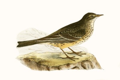 Pennsyvlanian Pipit，来自“不列颠群岛未观察到的欧洲鸟类历史”的插图作者：Charles Robert Bree（1811-86），1867年出版 作者 英语学校
