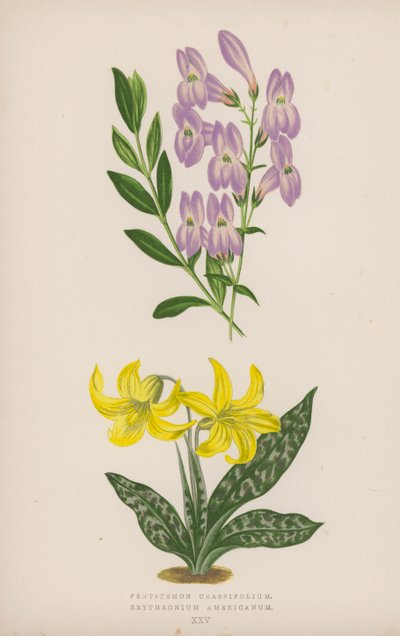 Pentstemon Crassifolium；Erythronium Americanum（彩色石版画） 作者 英语学校
