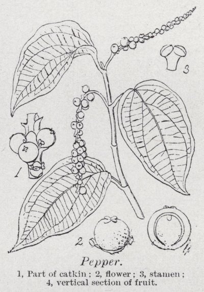 胡椒粉（平版 作者 英语学校
