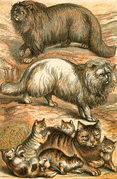 波斯猫，安哥拉猫，家猫和小猫 作者 英语学校