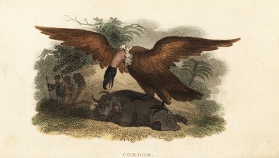 Peruvian man wearing a cow skin to lure a condor 作者 英语学校