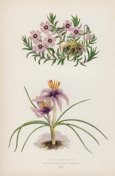 Phlox Subulata；Crocus Sativus Graecus（彩色石版画） 作者 英语学校