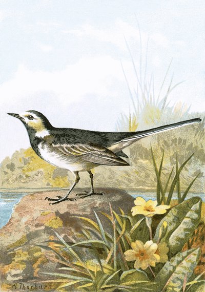 Pied Wagtail 作者 英语学校