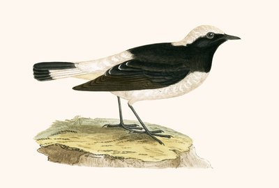 Pied Wheatear，来自查尔斯·罗伯特·布里（1811-86）的“不列颠群岛未观察到的欧洲鸟类历史”的插图，1867年出版 作者 英语学校