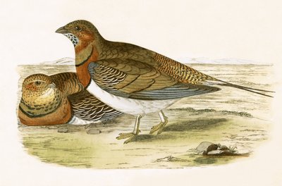 Pin Tailed Sand Grouse，来自&39;不列颠群岛未观察到的欧洲鸟类历史&39;的插图作者Charles Robert Bree（1811-86），1867年出版 作者 英语学校