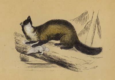 松马腾（彩色印刷） 作者 英语学校