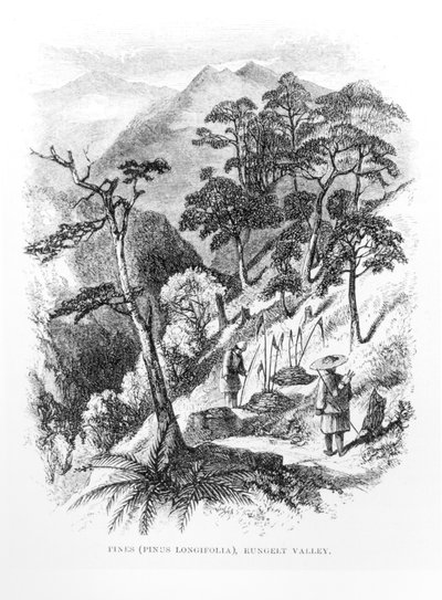 喜马拉雅山的Rungelt山谷中的松树，来自喜马拉雅期刊，1854年 作者 英语学校