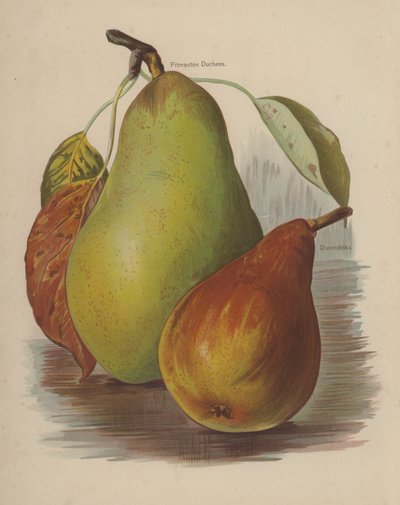 Pitmaston Duchess，Durondeau 作者 英语学校