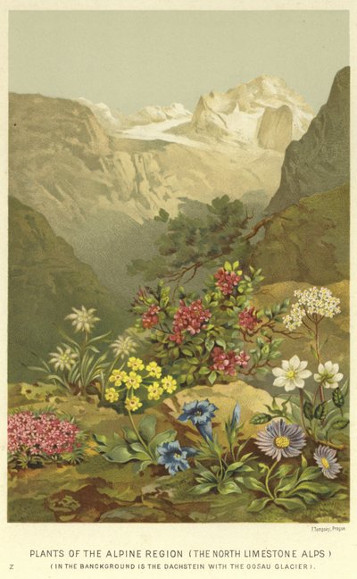 高山地区的植物，北石灰石阿尔卑斯山 作者 英语学校