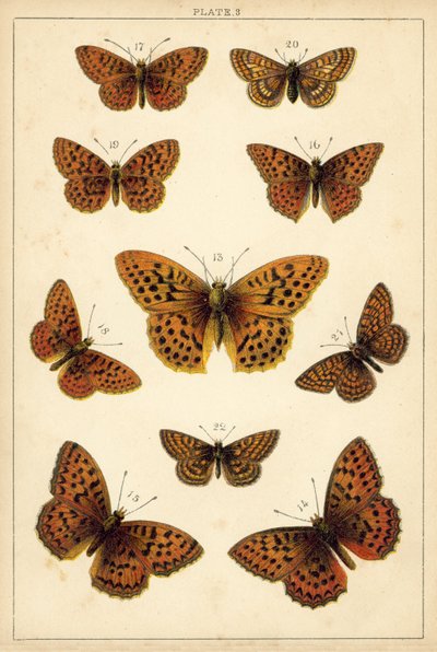 我们国家的蝴蝶和飞蛾的盘子（chromolitho） 作者 英语学校