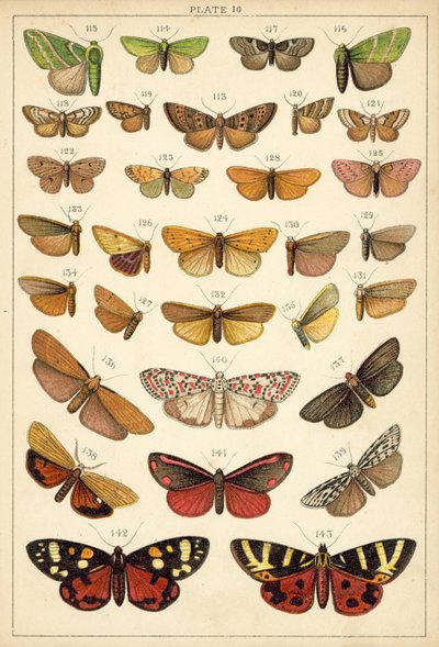 我们国家的蝴蝶和飞蛾的盘子（chromolitho） 作者 英语学校