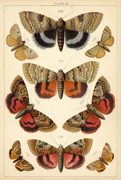 我们国家的蝴蝶和飞蛾的盘子（chromolitho） 作者 英语学校