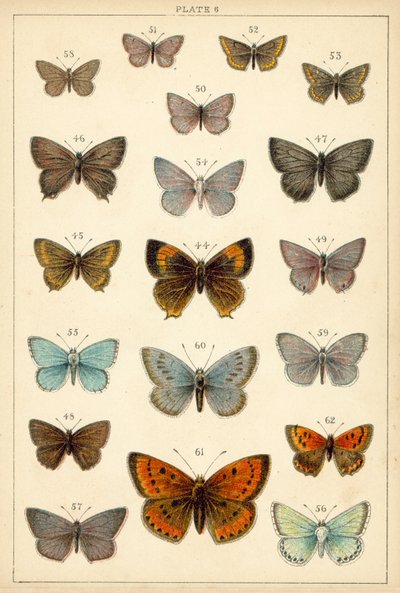 我们国家的蝴蝶和飞蛾》板块（chromolitho）。 作者 英语学校