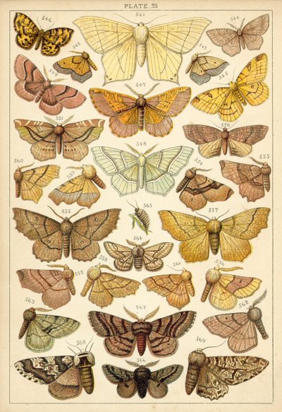 我们国家的蝴蝶和飞蛾的盘子（chromolitho） 作者 英语学校