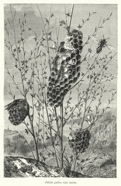 Polistes gallica 和鸟巢（雕刻） 作者 英语学校