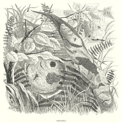 蓼属黄蜂（雕刻） 作者 英语学校